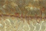 Pennsylvanian, Fossil Microbial Mat - Oklahoma #114070-1